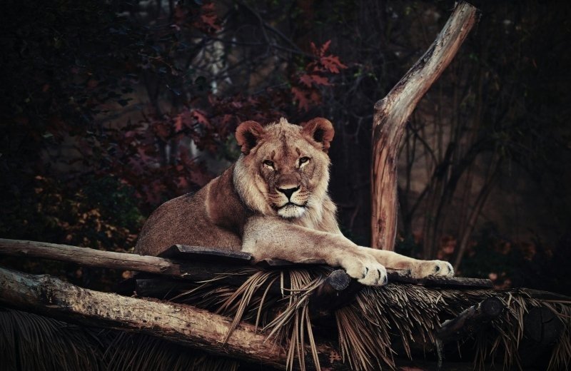 Dierenpark Hoenderdaell