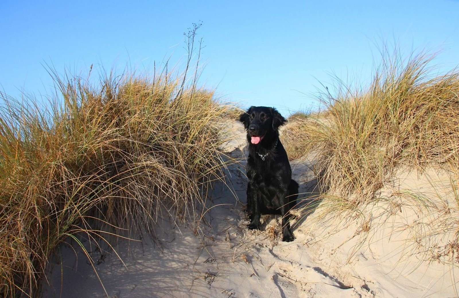 Urlaub mit Hund in Holland in den D&uuml;nen